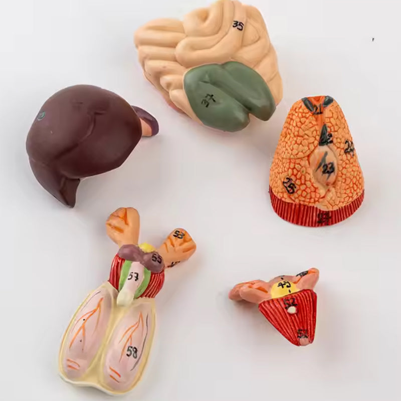 Rat Dissection Model Anatomical Model
