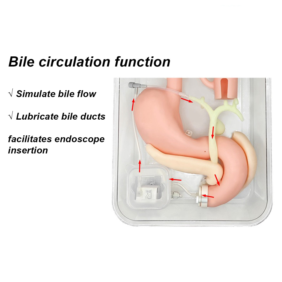 Endoscopy Gastrointestinal ERCP Upper GI simulator