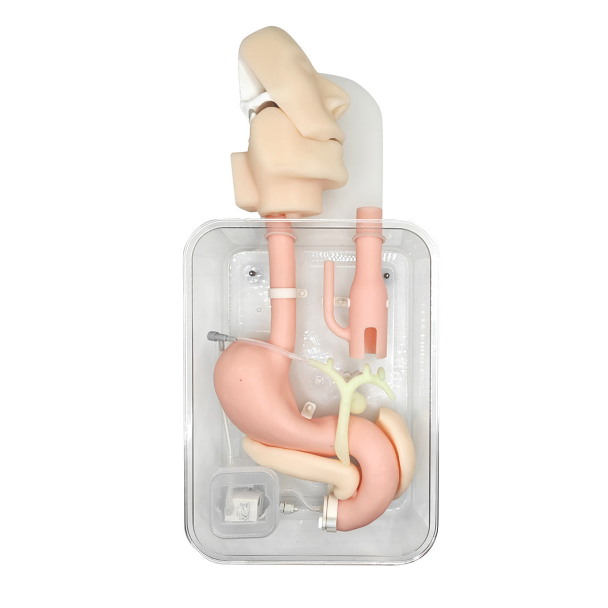 Endoscopy Gastrointestinal ERCP Upper GI simulator