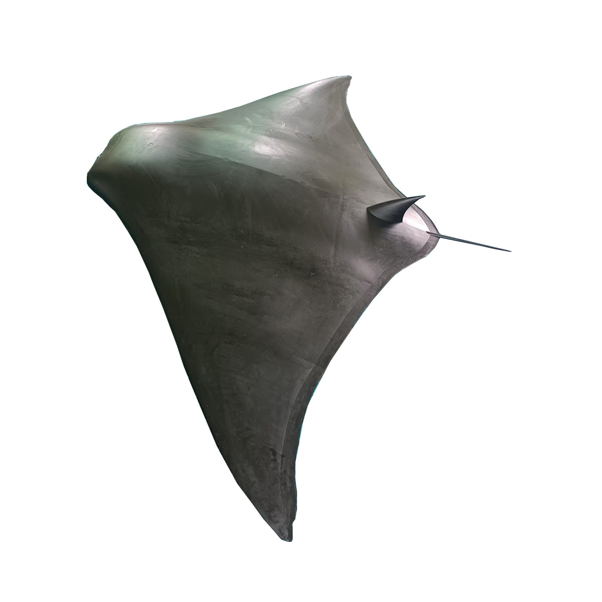 Silicone Manta Model for Science Education