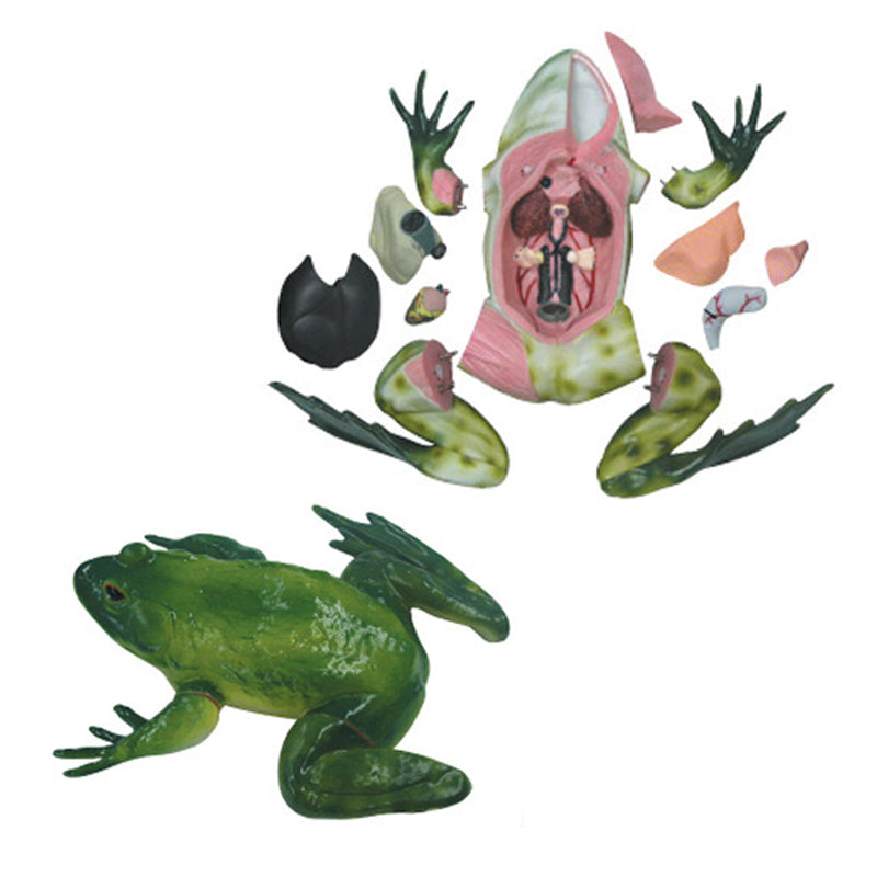 Frog Dissection 3D Model