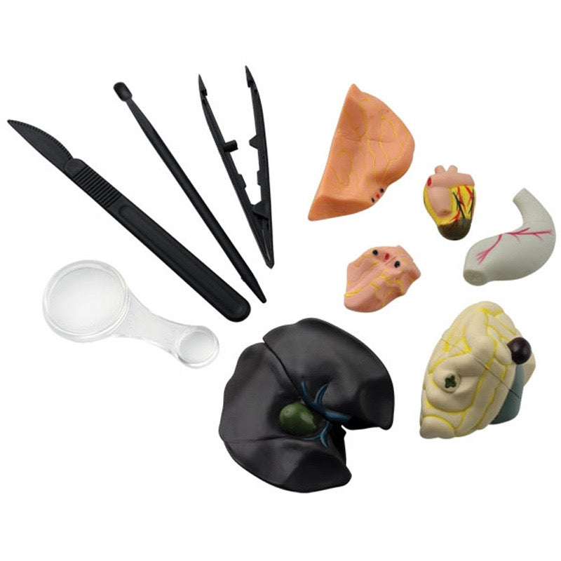Frog Dissection 3D Model