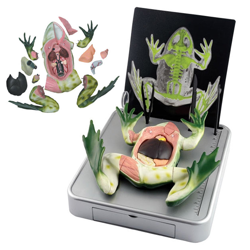 Frog Dissection 3D Model
