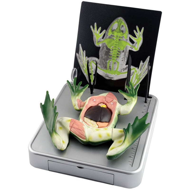 Frog Dissection 3D Model