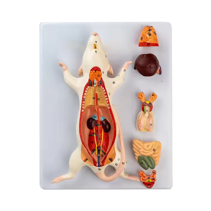 Rat Dissection Model Anatomical Model