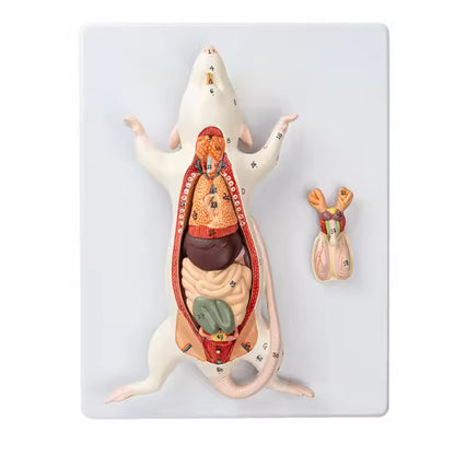 Rat Dissection Model Anatomical Model