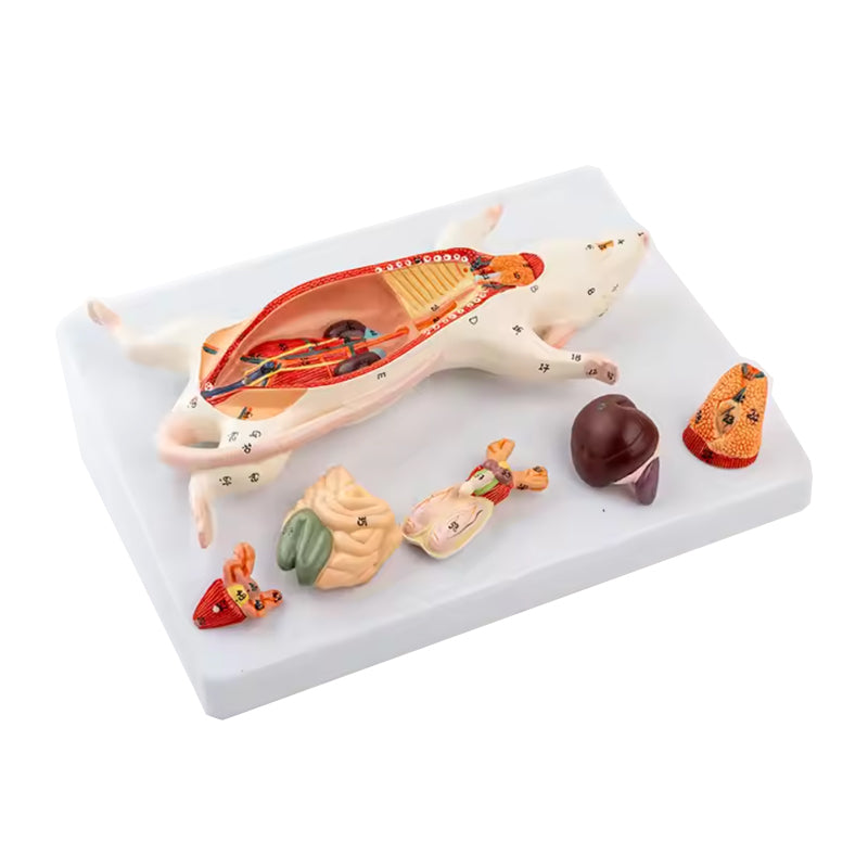 Rat Dissection Model Anatomical Model