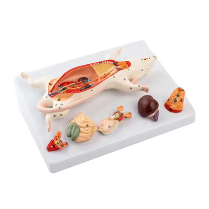Rat Dissection Model Anatomical Model