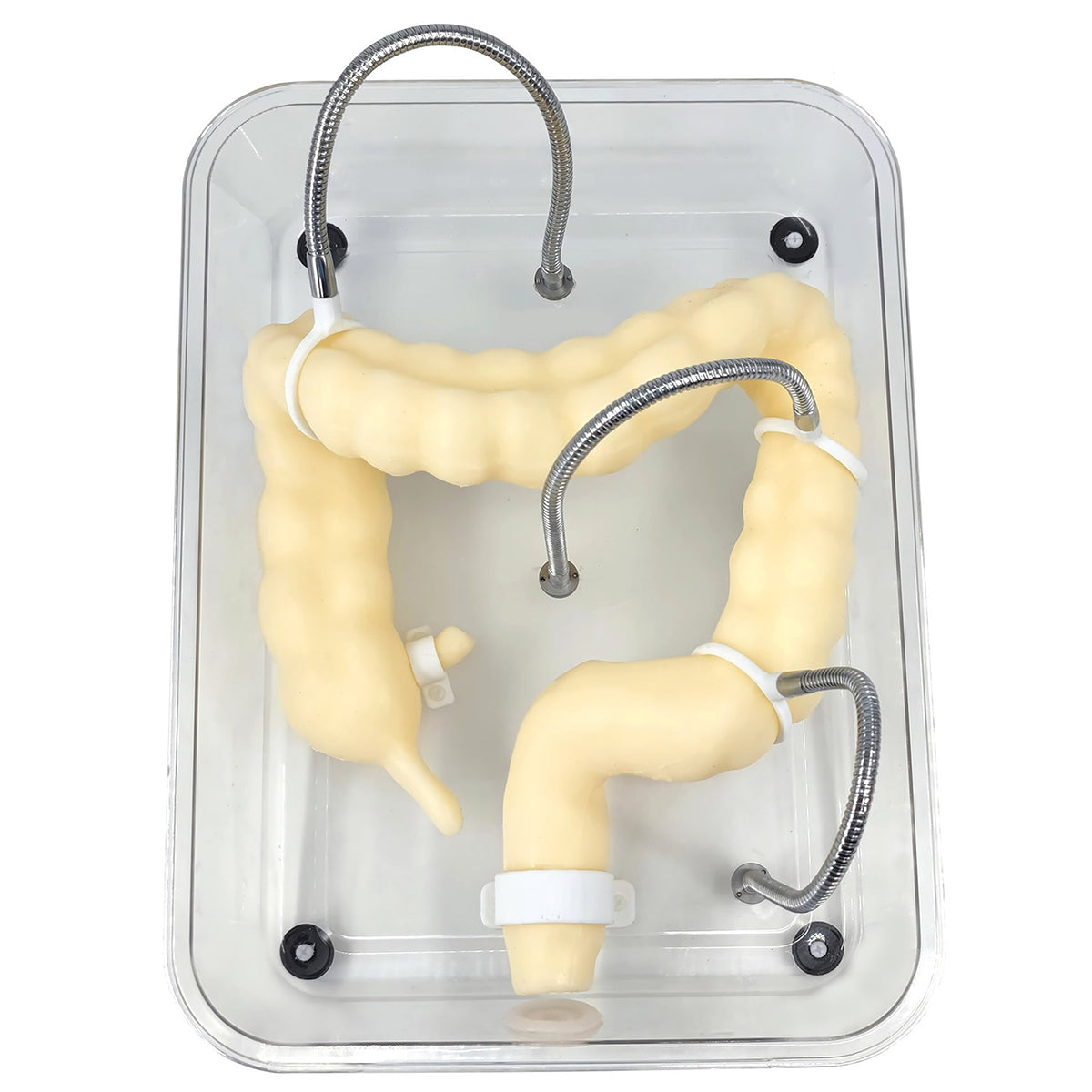 Colonscopy Trainer Model