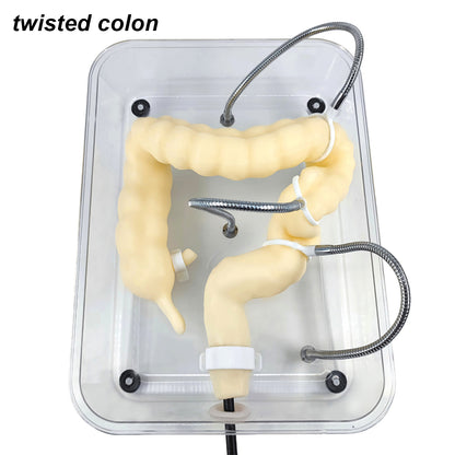 Colonscopy Trainer Model