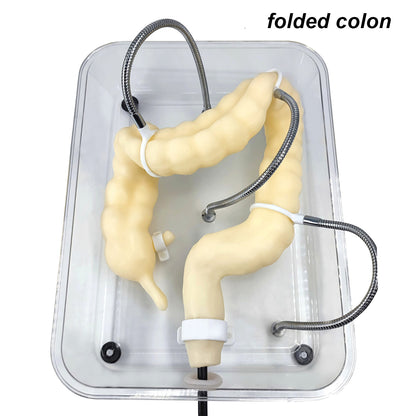 Colonscopy Trainer Model