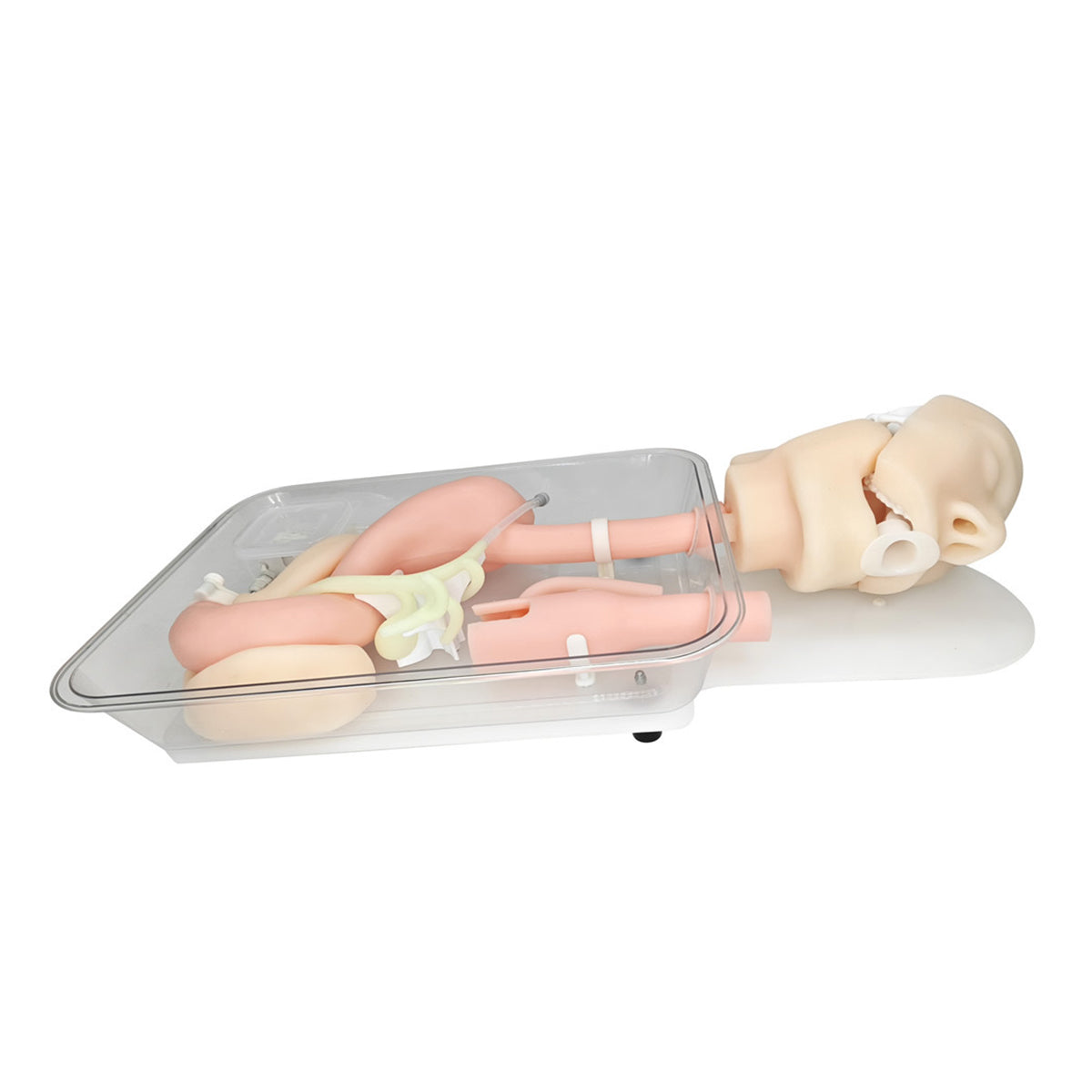 Endoscopy Gastrointestinal ERCP Upper GI simulator